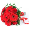Rubinowa Gerbera