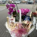 Kosz Prezentowy Storczyk