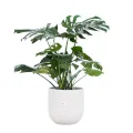 Monstera
