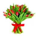 Czerwone Tulipany