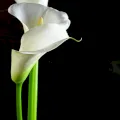 Kalla