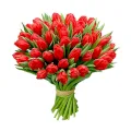 Czerwone Tulipany