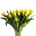 Tulipany Żółte