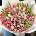 Tęczowe Tulipany