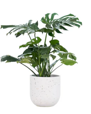 Monstera - dodatkowe zdjęcie