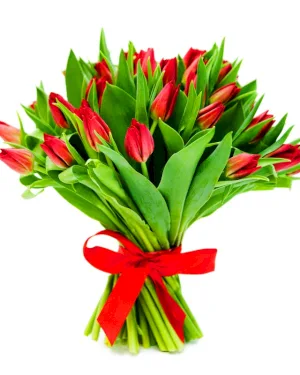 Czerwone Tulipany
