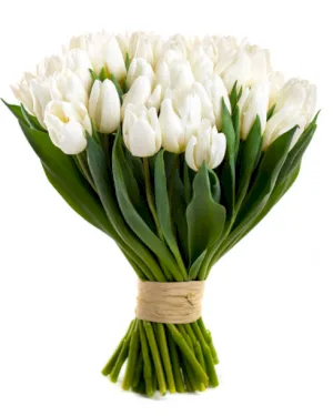Białe Tulipany