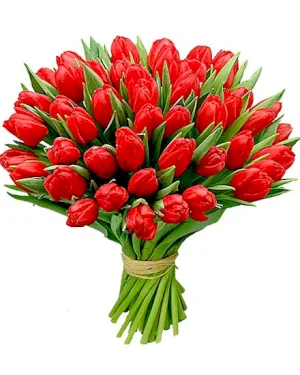 Czerwone Tulipany