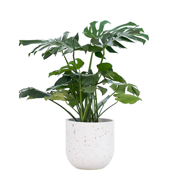 Monstera