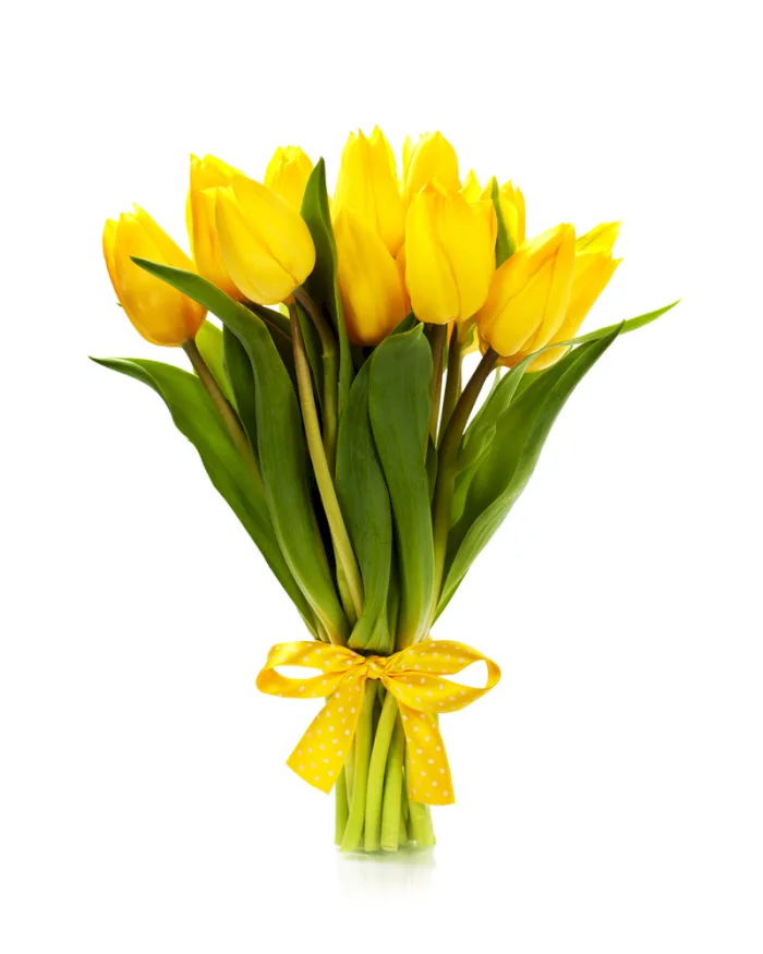 Żółte Tulipany