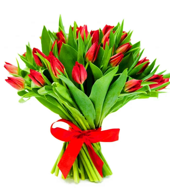 Czerwone Tulipany