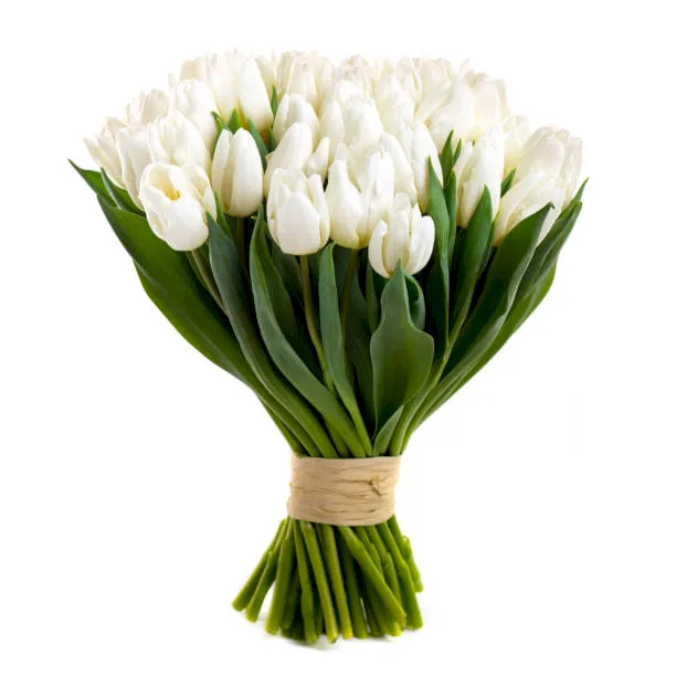 Białe Tulipany