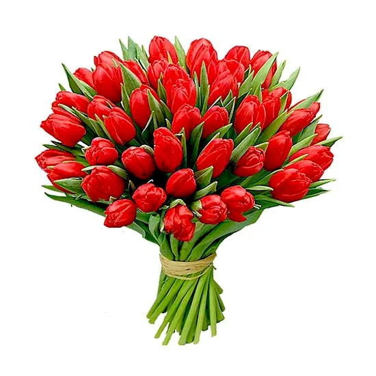 Czerwone Tulipany